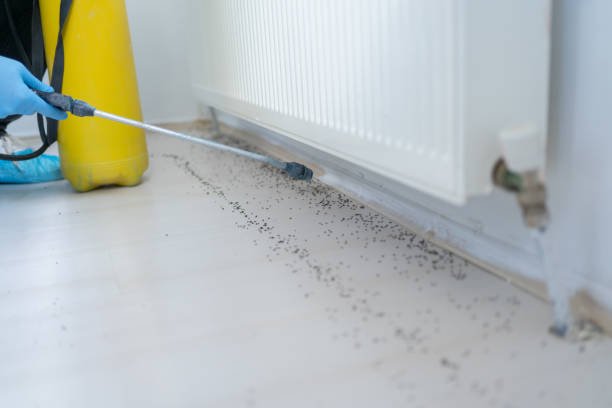 Best Flea Control Services  in Sinking Spring, PA